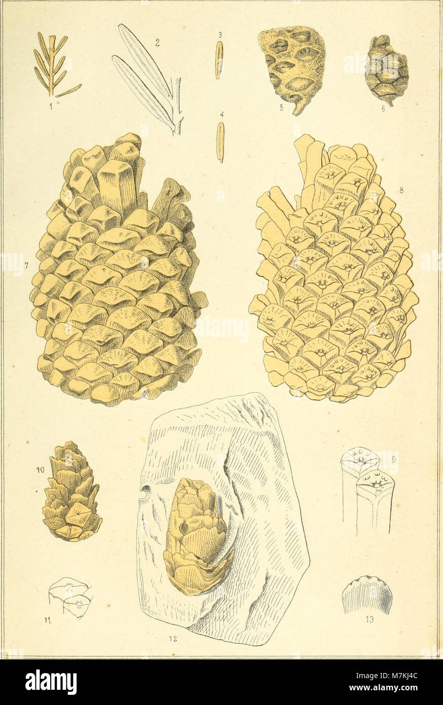 Atti della Società Italiana di Scienze naturali (1872) (20162015579) Foto de stock