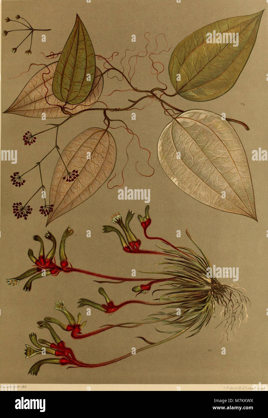 Beiträge zur Flora und Pflanzengeographie Australiens (1914) (20363186885) Foto de stock