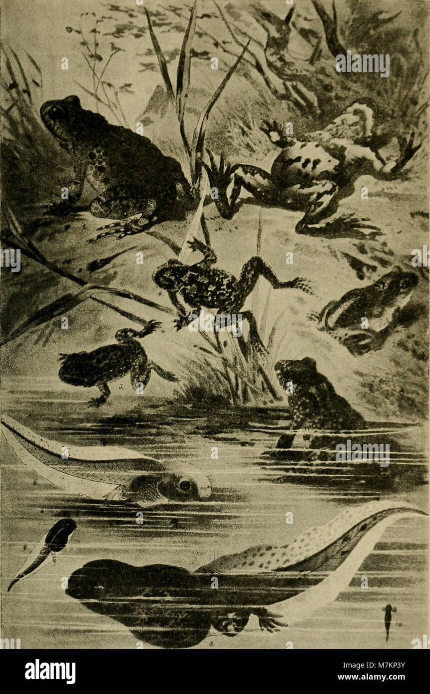 Blätter für Aquarien- und Terrarien-Kunde (1895) (20392702671) Foto de stock