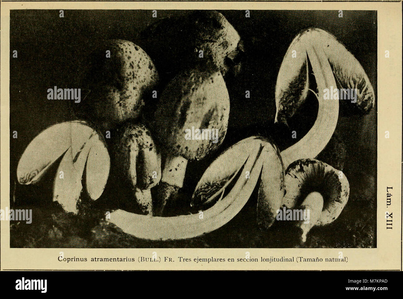 Boletín del Museo Nacional de Chile (1916) (19768439603) Foto de stock