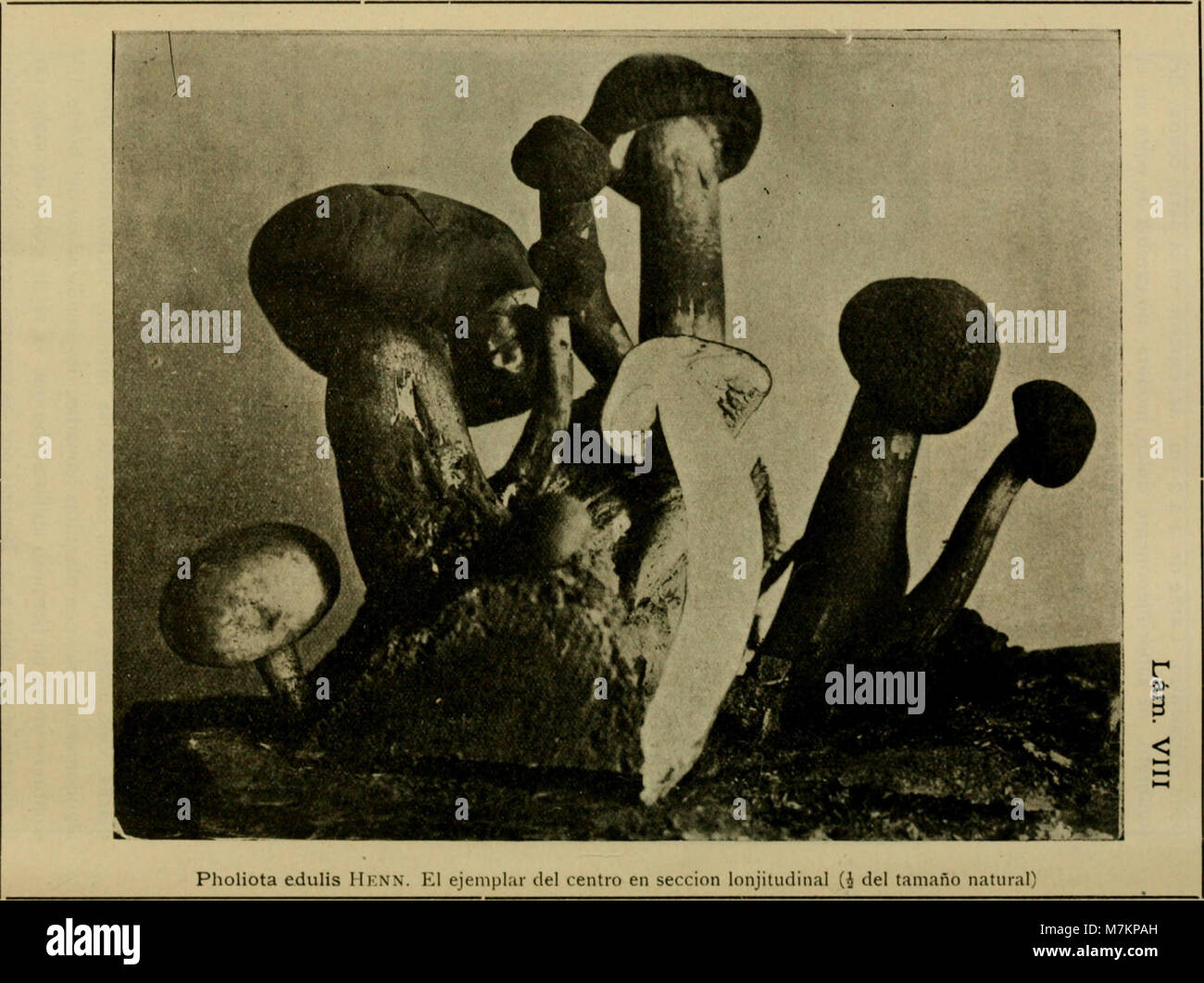 Boletín del Museo Nacional de Chile (1916) (20202713689) Foto de stock
