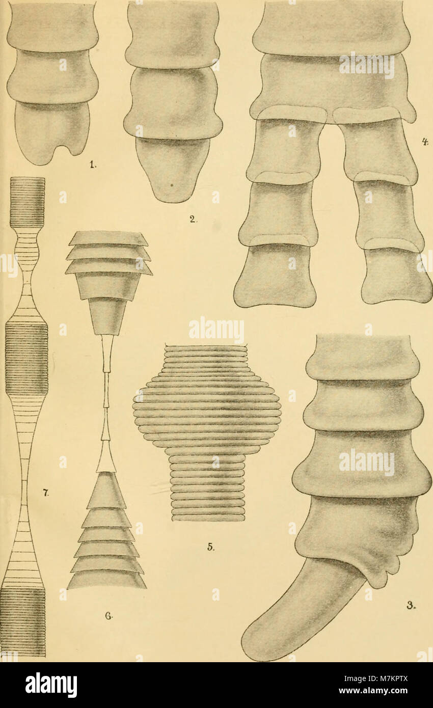 Bollettino della Società Adriatica di Scienze naturali en Trieste (1895) (20205365579) Foto de stock
