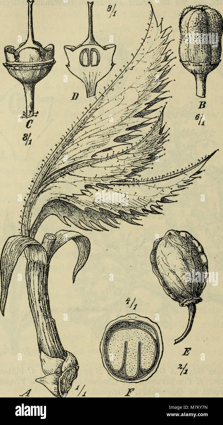 Botanische Jahrbücher für Systematik, Pflanzengeschichte und Pflanzengeographie (1911) (20409336411) Foto de stock