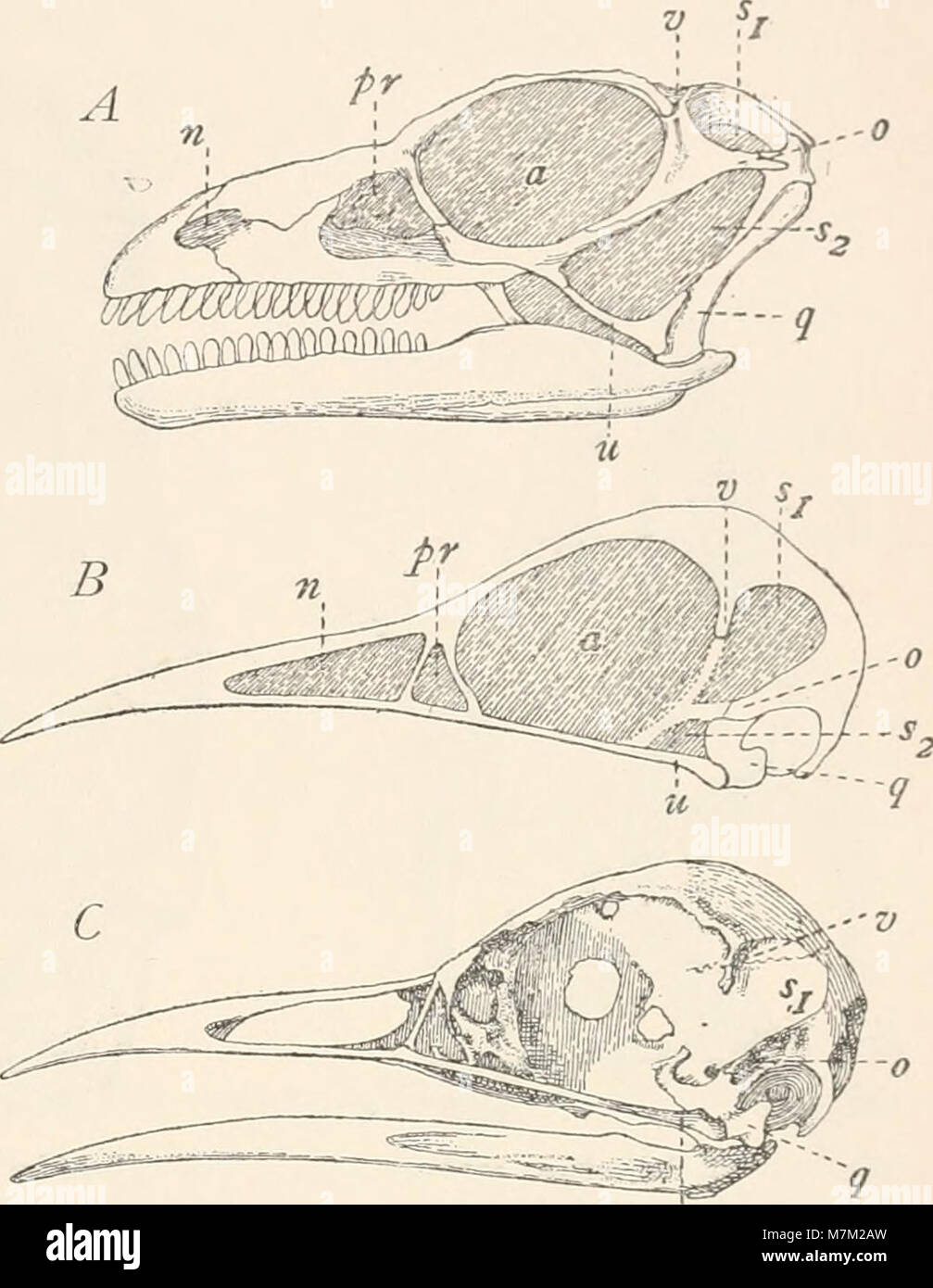 Abstammungslehre, Systematik, Paläontologie, Biogeographie; (1914) (16147110374) Foto de stock