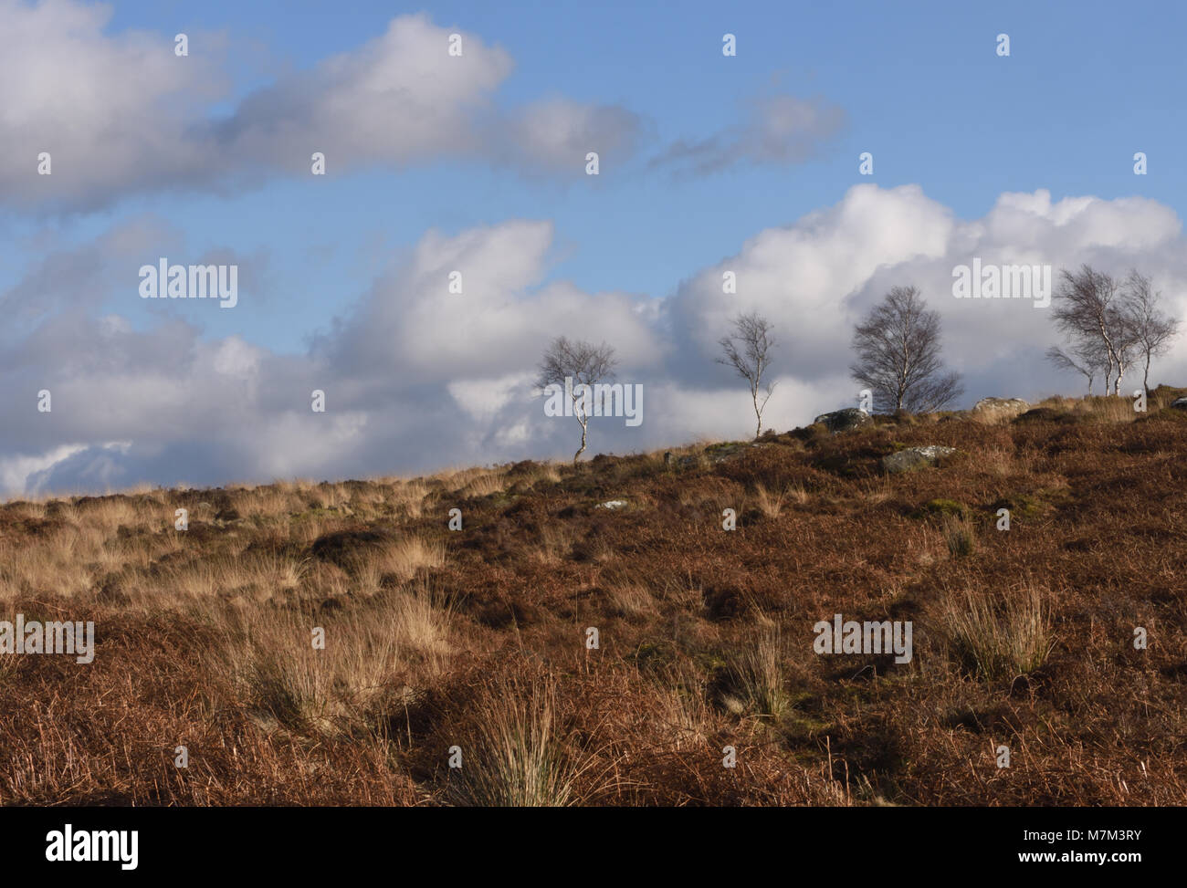 Deshojado invierno Plata abedul (Betula pendula) árboles que crecen entre los muertos helecho, brezo y pastos en Frogatt Edge. Frogatt, Derbyshire, Reino Unido. Foto de stock