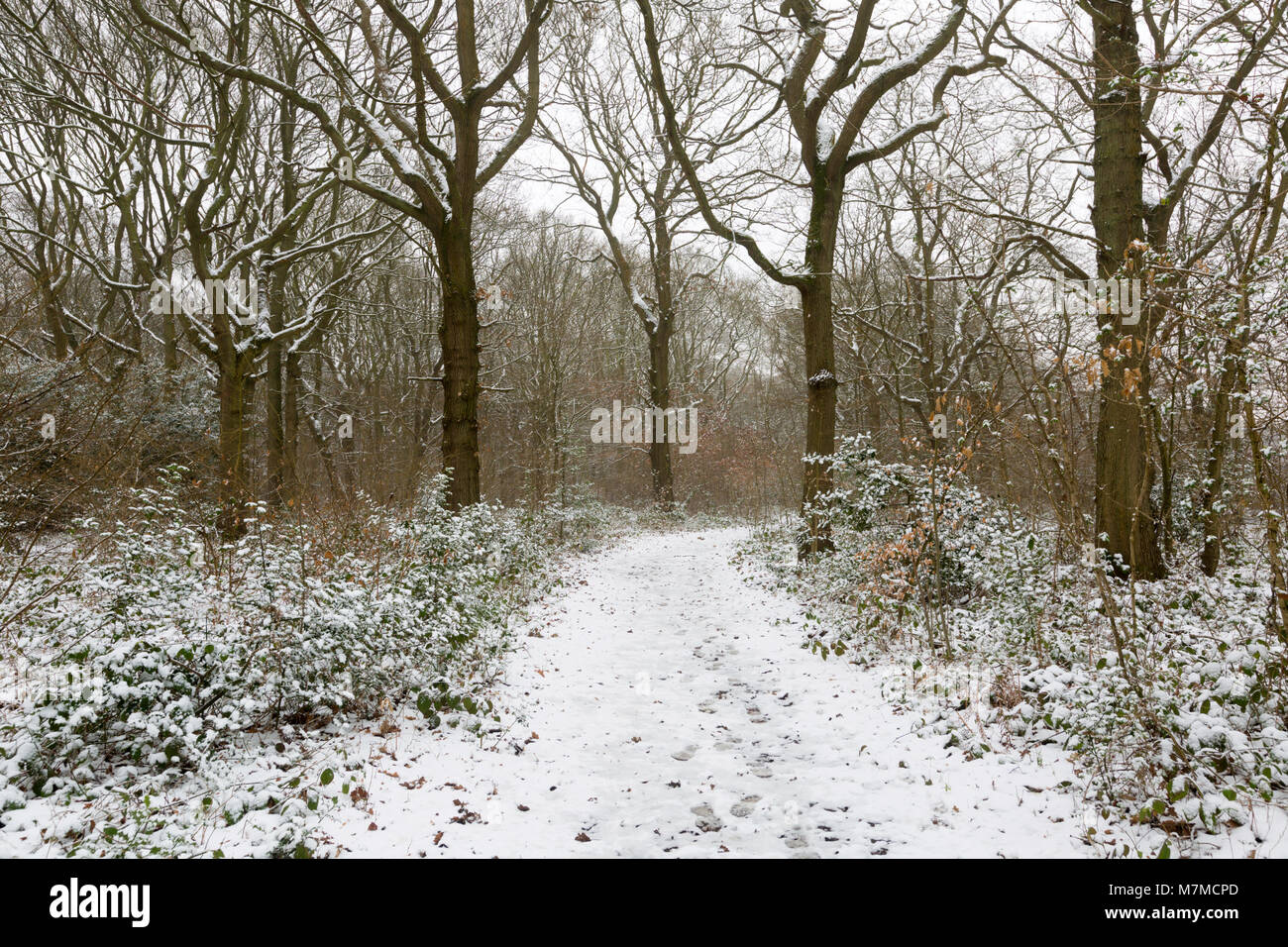 Bonito bosque, parte del antiguo bosque de la Blean, en nieve, Dunkerque, Faversham, Kent Foto de stock