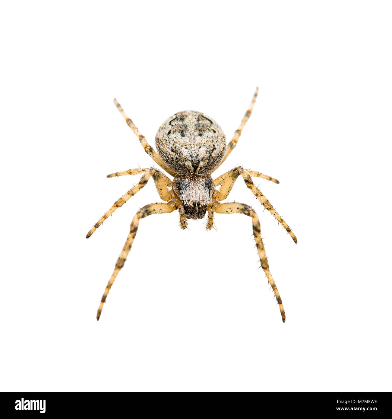 Rastreo de araña araña insecto aislado en blanco Foto de stock