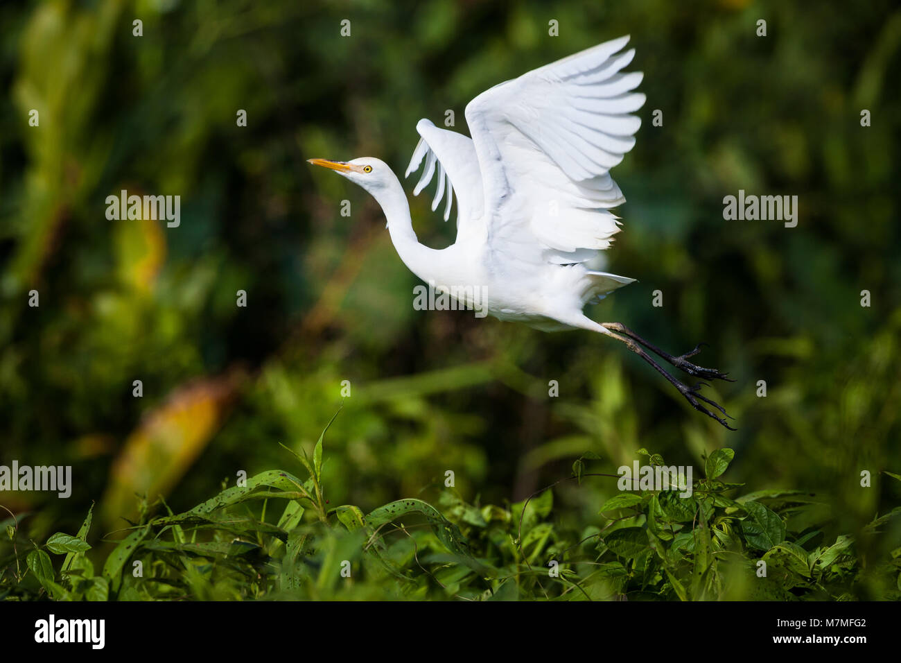 Ganado Egret, Bubulcus ibis en vuelo junto al río Chagres, el Parque Nacional Soberanía, República de Panamá. Foto de stock