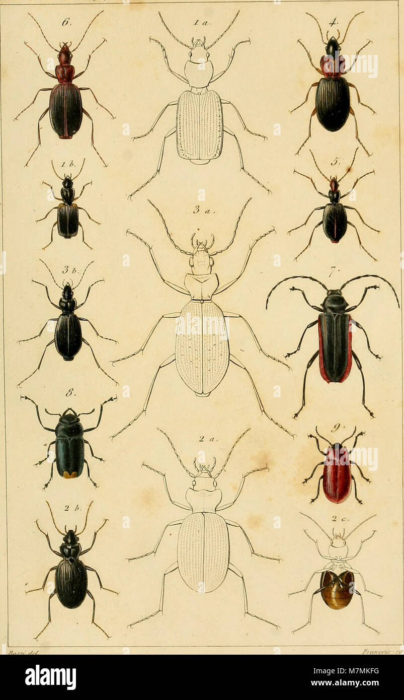 Los Annales de la Société entomologique de France (1834) (14594959249) Foto de stock
