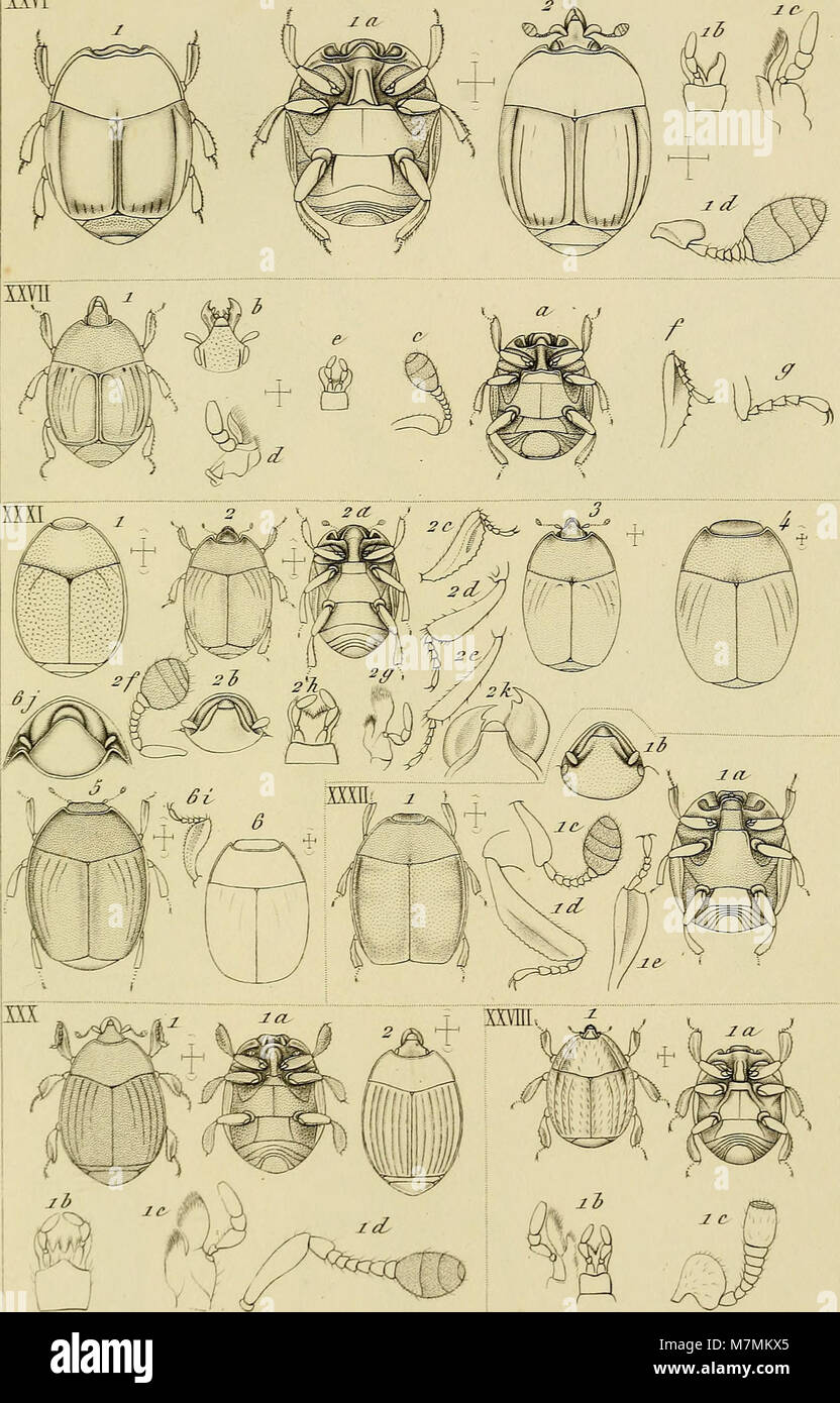 Los Annales de la Société entomologique de France (1855) (18014640688) Foto de stock