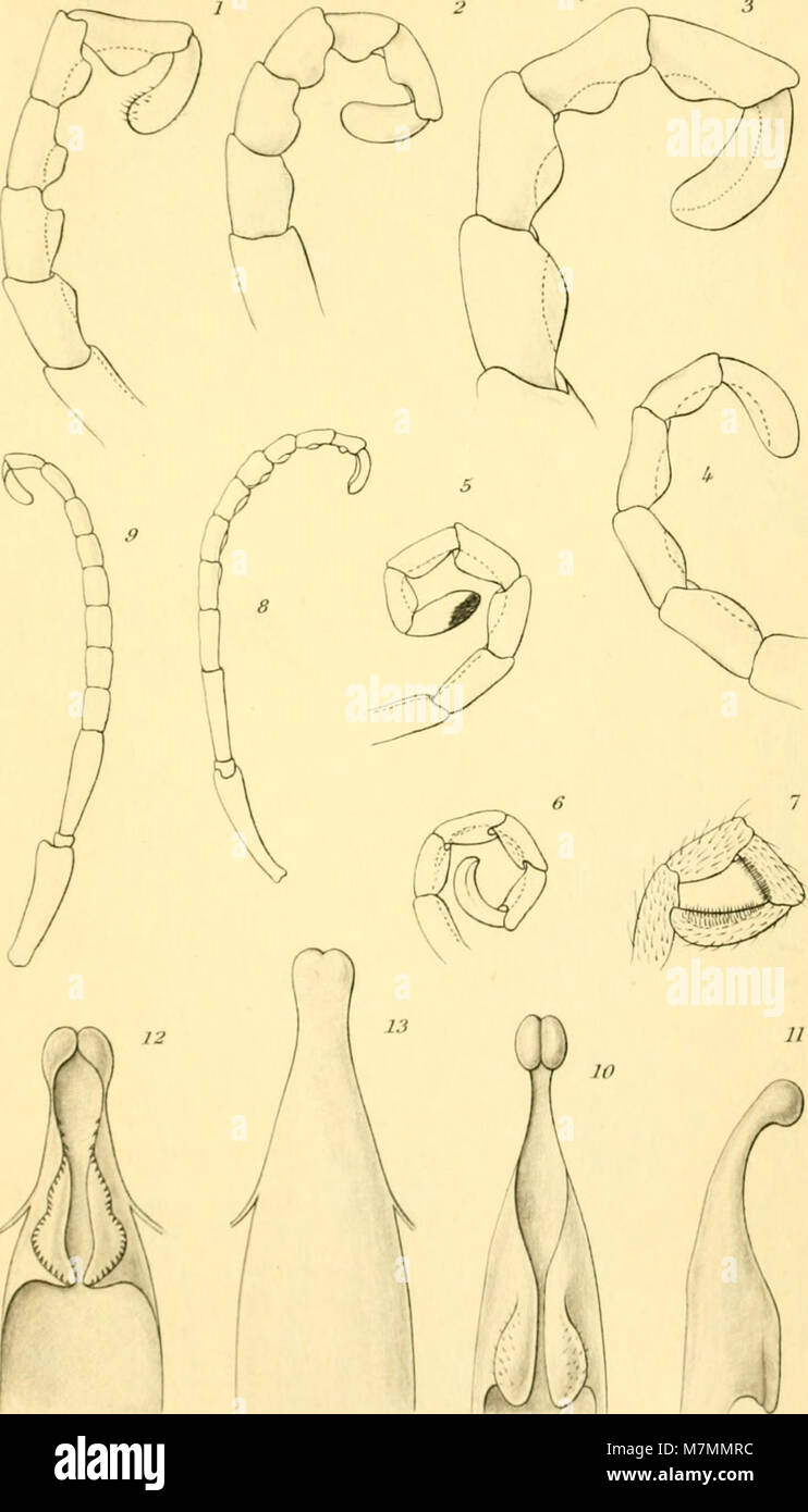 Los Annales de la Société entomologique de France (1909) (18204906511) Foto de stock