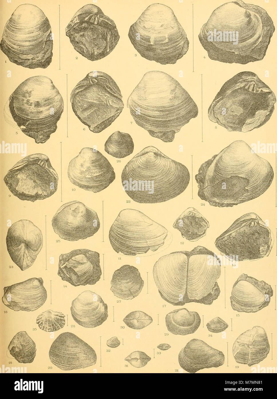 Los Annales du Musée d'histoire naturelle de Marsella, publicado aux frais de la ville (1902) (18222869639) Foto de stock