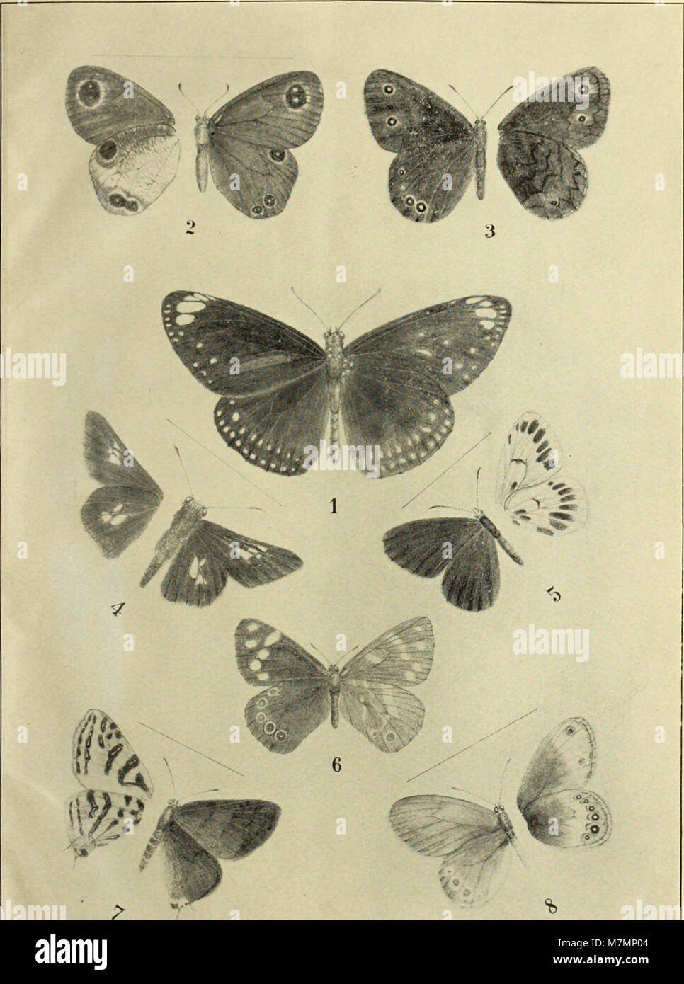 Annotationes zoologicae japonenses - Nihon dōbutsugaku ihō (1906) (18236699959) Foto de stock