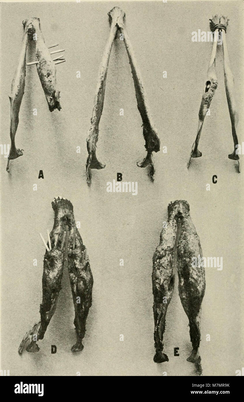 Informe anual de la Sociedad Zoológica de Nueva York" (1897-) (19177610978) Foto de stock