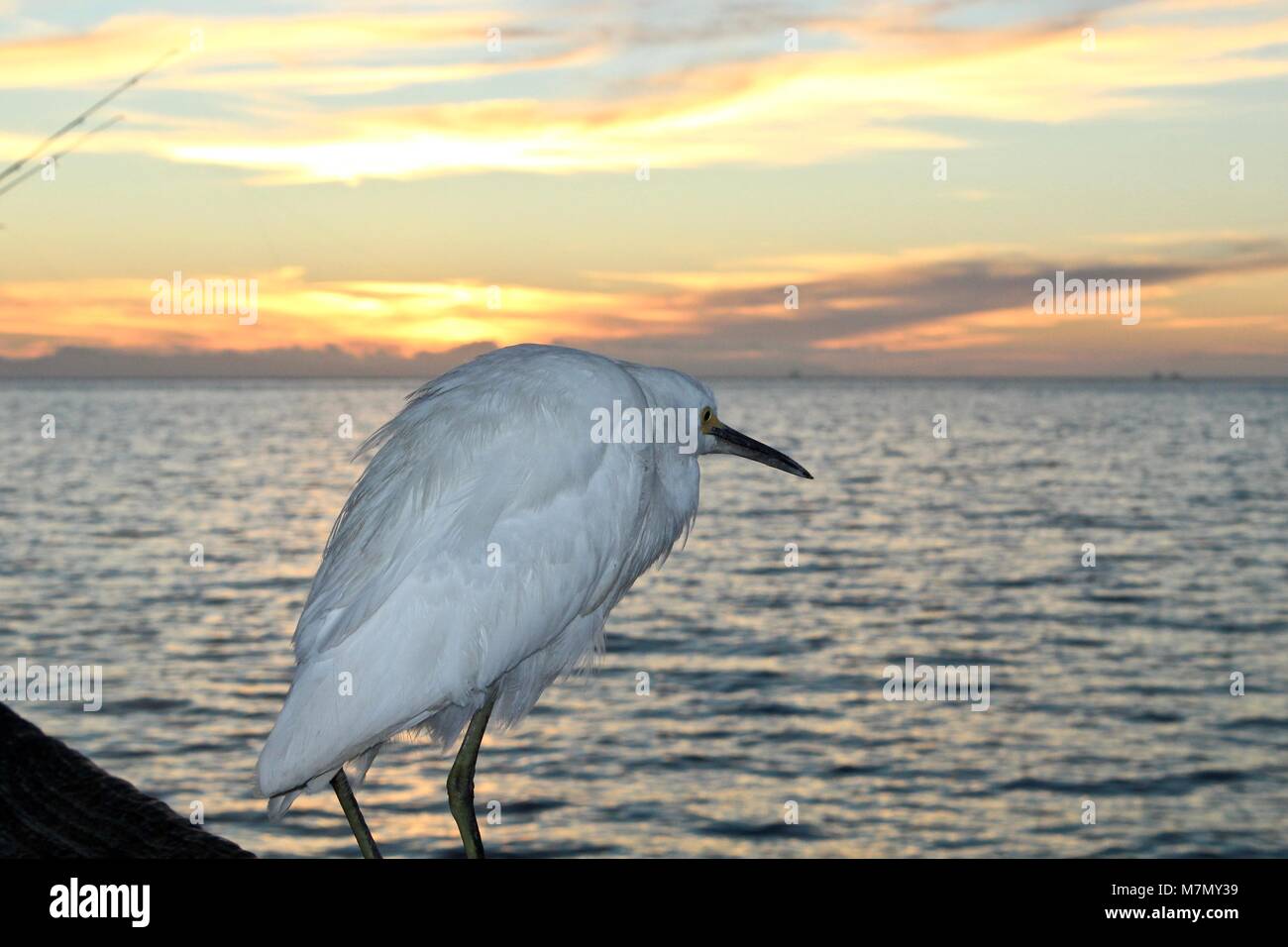 Garceta Blanca sentado sobre un raíl con vistas a Ocean Foto de stock