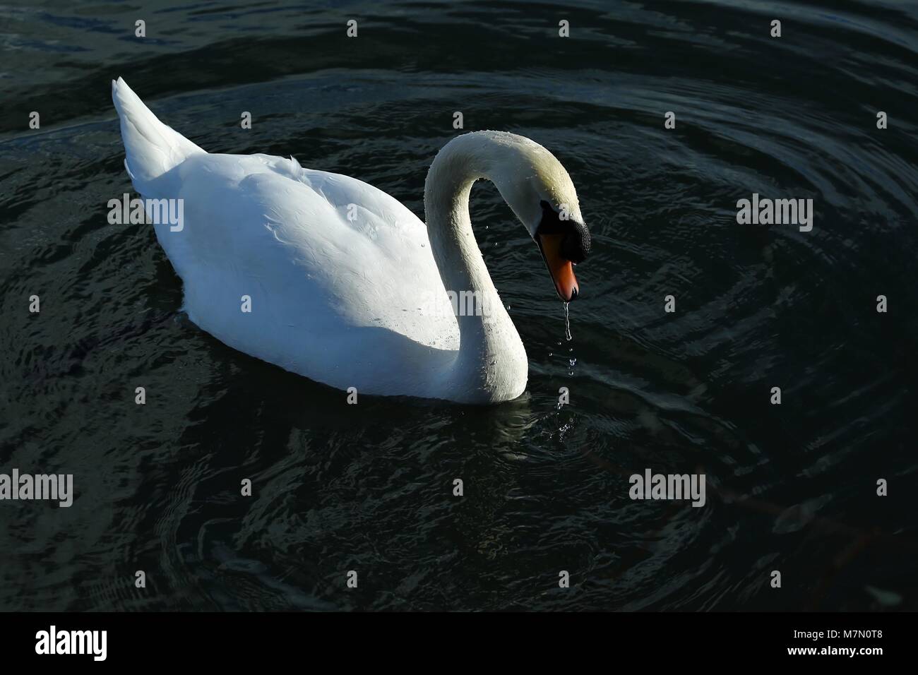 Un cisne en los humedales Foto de stock