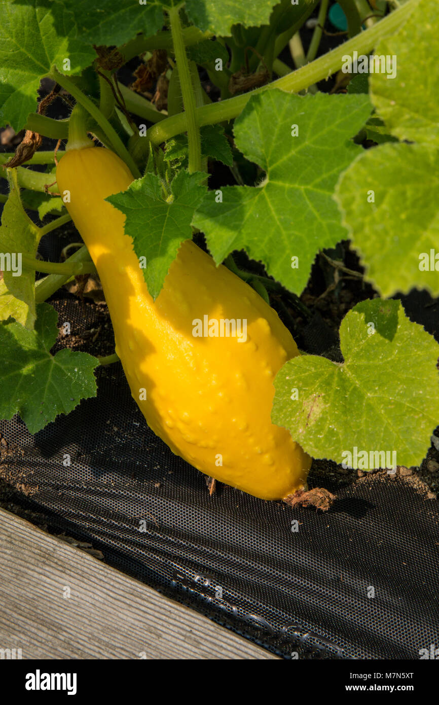 Reliquia Crookneck squash creciente rodeado con tela negra de jardín para el control de malezas Foto de stock