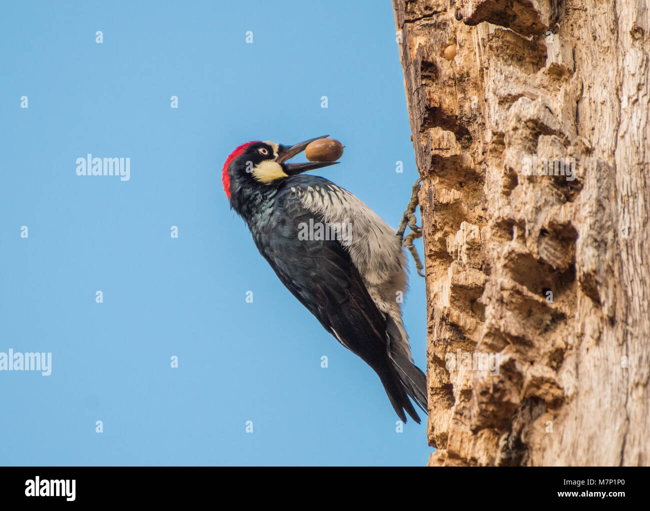Acorn Woodpecker (Melanerpes formicivorus) en un granero árbol contra el cielo azul, con bellota en su pico Foto de stock
