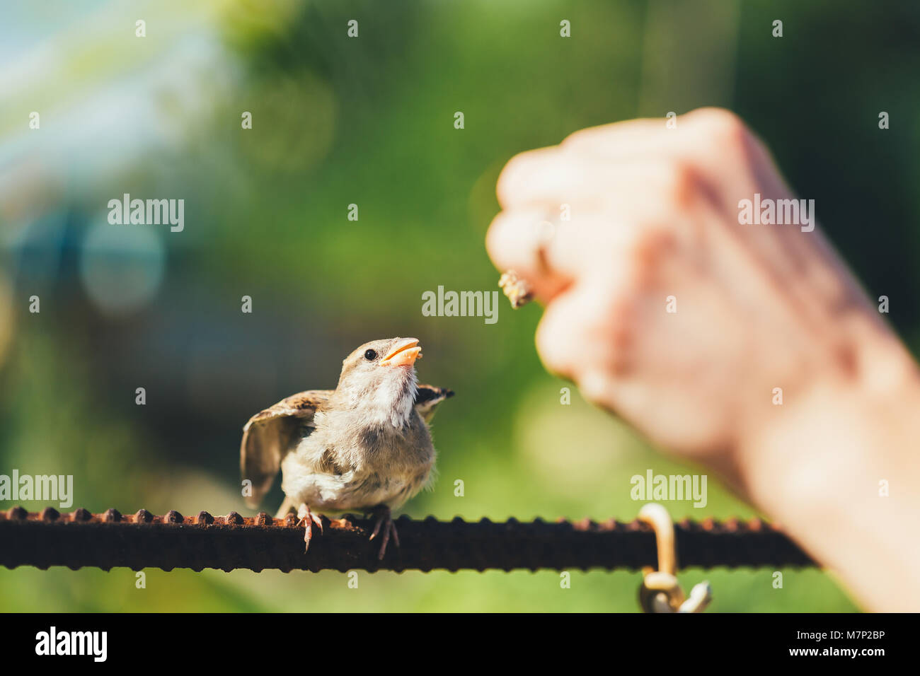 Alimentación de la joven chica, pájaro Gorrión amarillo-Passer domesticus picuda Foto de stock