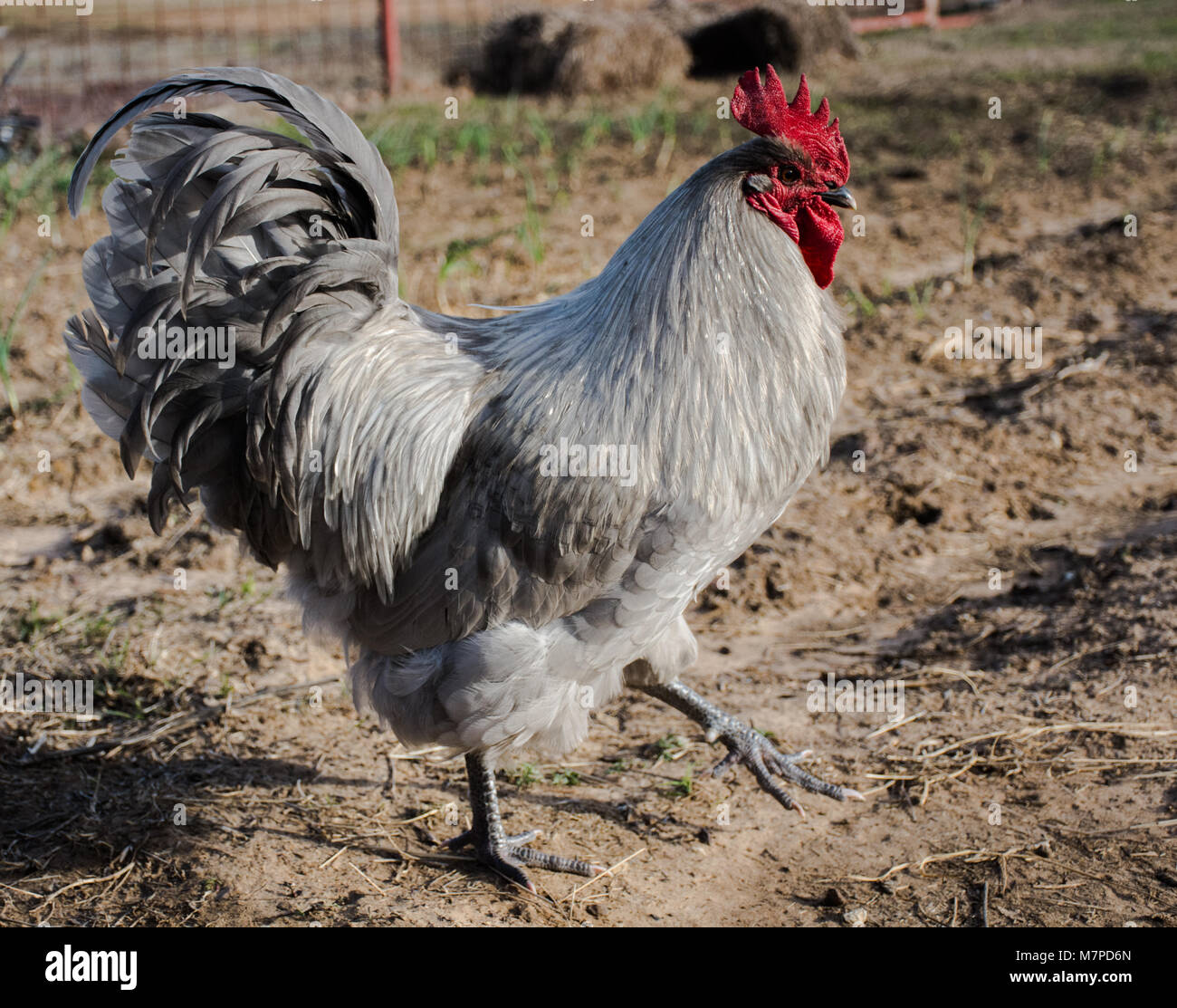 Gallo lavanda marchando en el jardín de la granja mientras que el mantenimiento de la vigilancia sobre las gallinas. Se está limpiando el medio ambiente para los depredadores. Foto de stock