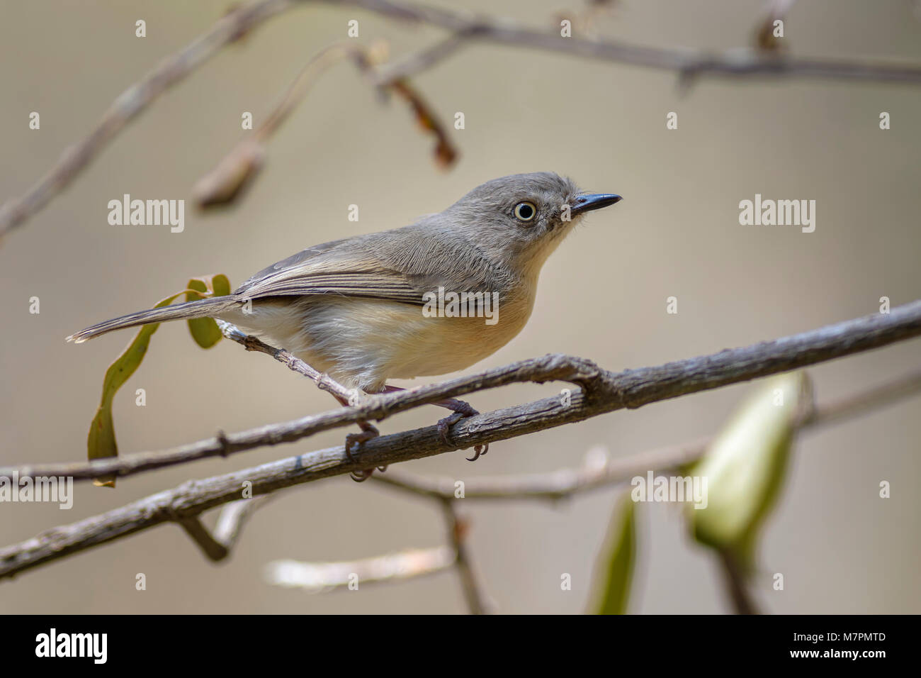 Newtonia común Newtonia brunneicauda, pequeñas marrón tímido pájaro