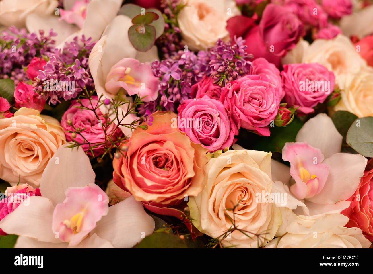 Flores de color lila y rosas diferentes close-ups Foto de stock