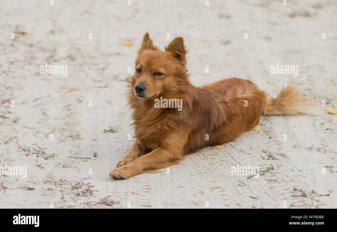 Perro pelirrojo fotografías e imágenes de alta resolución - Alamy