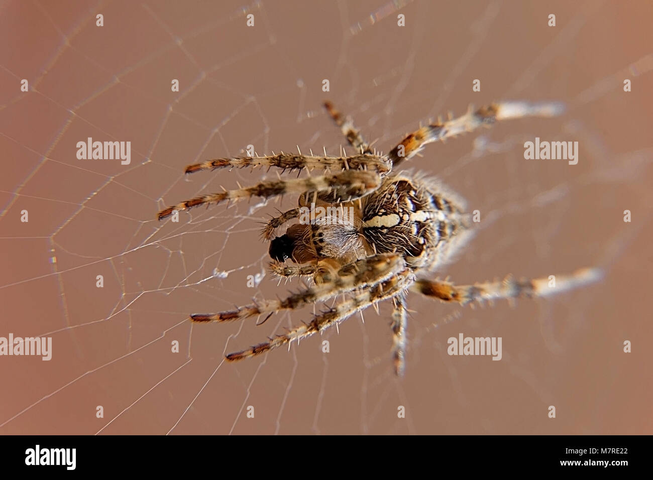 Jardín Orb Spider en su web en primer plano Foto de stock