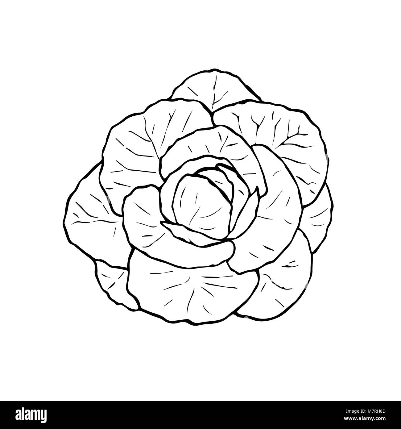 Ilustración de repollo blanco y negro. Repollo dibujados a mano Imagen