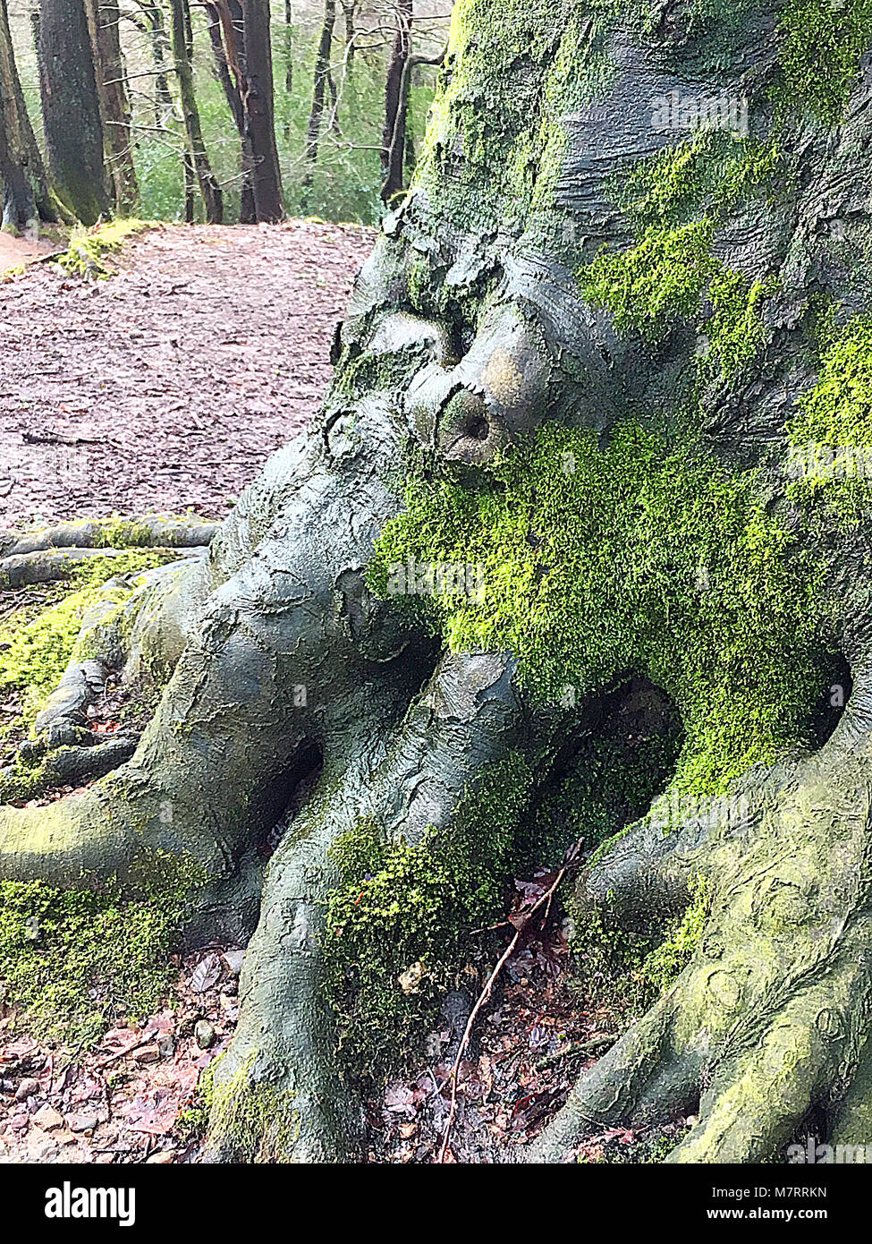 Árbol en Olchfa Woods, Swansea, Wales, REINO UNIDO Foto de stock