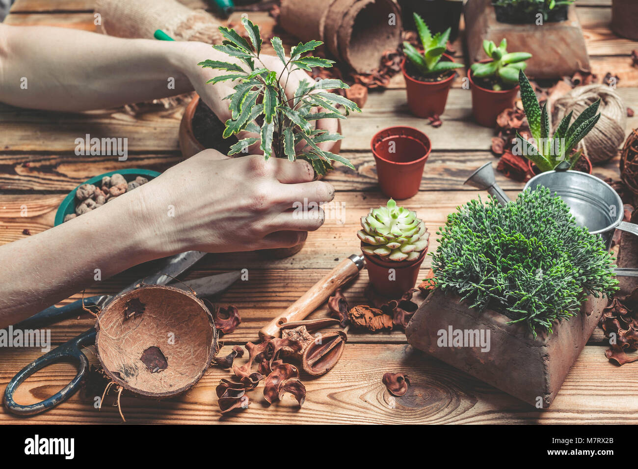 La floristería detrás de trabajo. Las manos de la floristería sustituir una planta en un recipiente nuevo. Suculentas y cactus en una mesa de madera Foto de stock