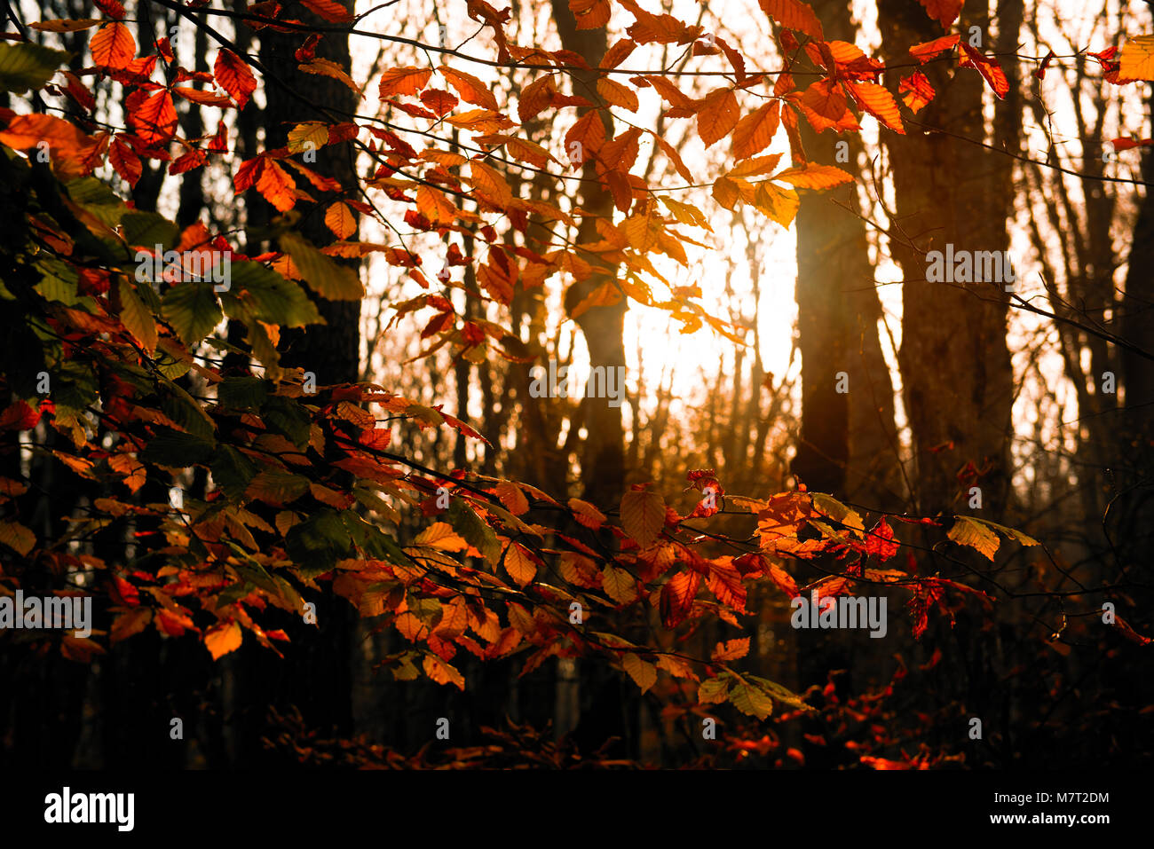 Coloridos árboles de otoño en la brillante luz del sol Foto de stock