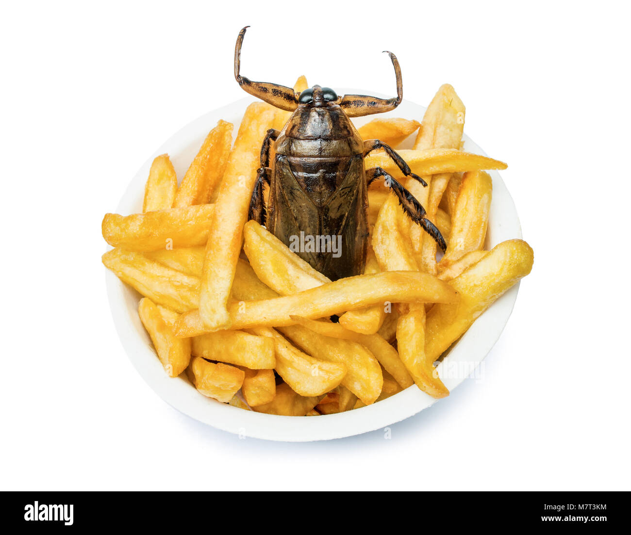 Oferta de comida rápida con insectos comestibles. Una cucaracha fritos con patatas fritas en la taza. Foto de stock