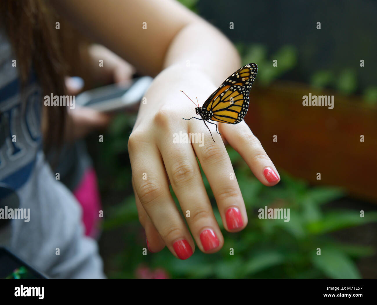 Chica con mariposa monarca en su mano, La Paz Waterfall Gardens, Costa Rica Foto de stock