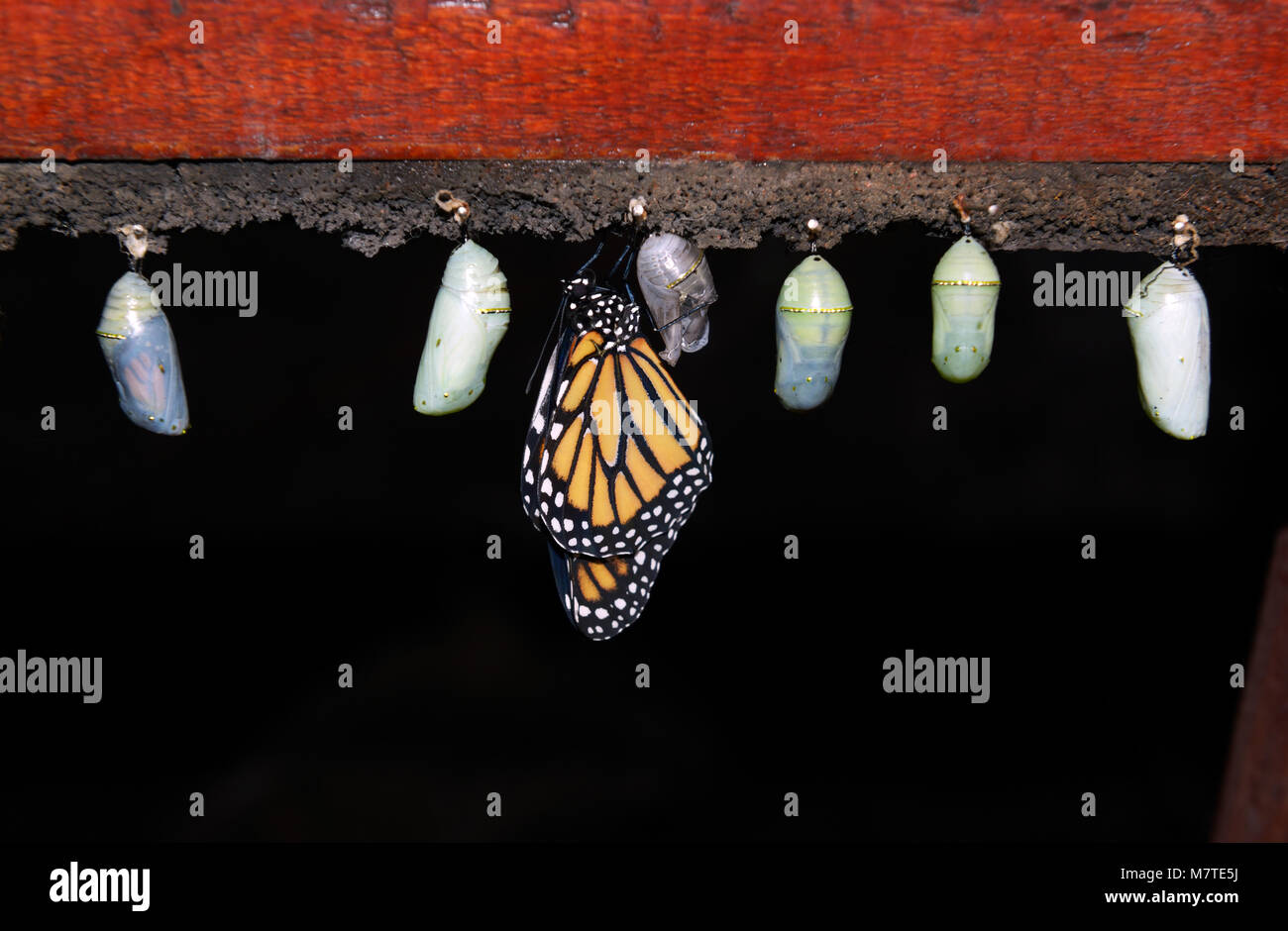 Mariposa Monarca, Danaus plexippus, emergentes de crisálida, la granja de mariposas, La Paz Waterfall Gardens, Costa Rica Foto de stock