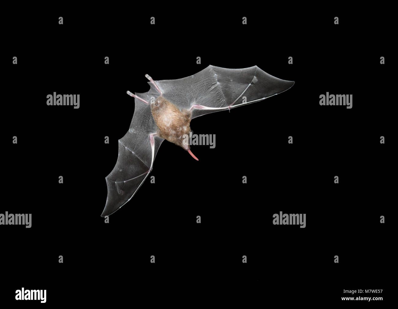 Común a largo tonged Bat - Glossophaga soricina Foto de stock