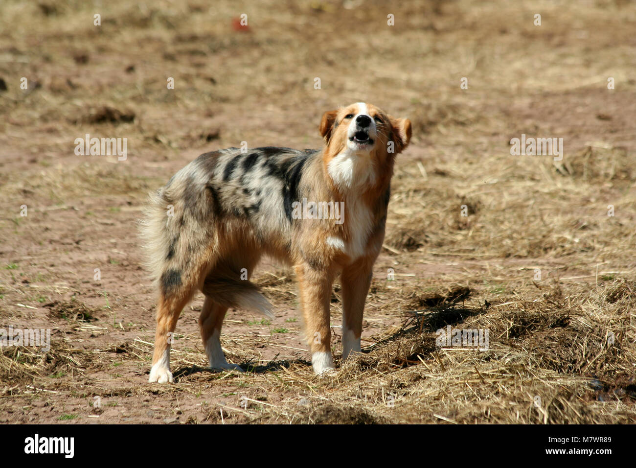 Un ladrido de perro de granja con el rabo entre las piernas de ti  Fotografía de stock - Alamy