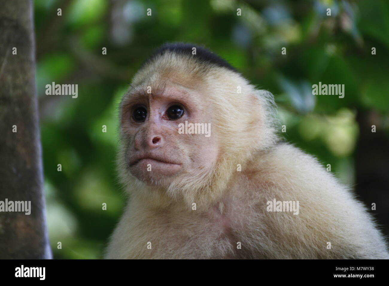 Un capuchino cara blanca en el Parque Nacional Manuel Antonio en Costa Rica Foto de stock