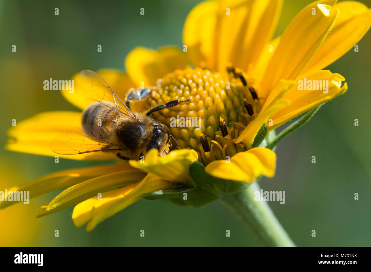 Cerrar la macro del oeste de miel de abejas Apis mellifera en flor amarilla, recogiendo el néctar de las flores Foto de stock