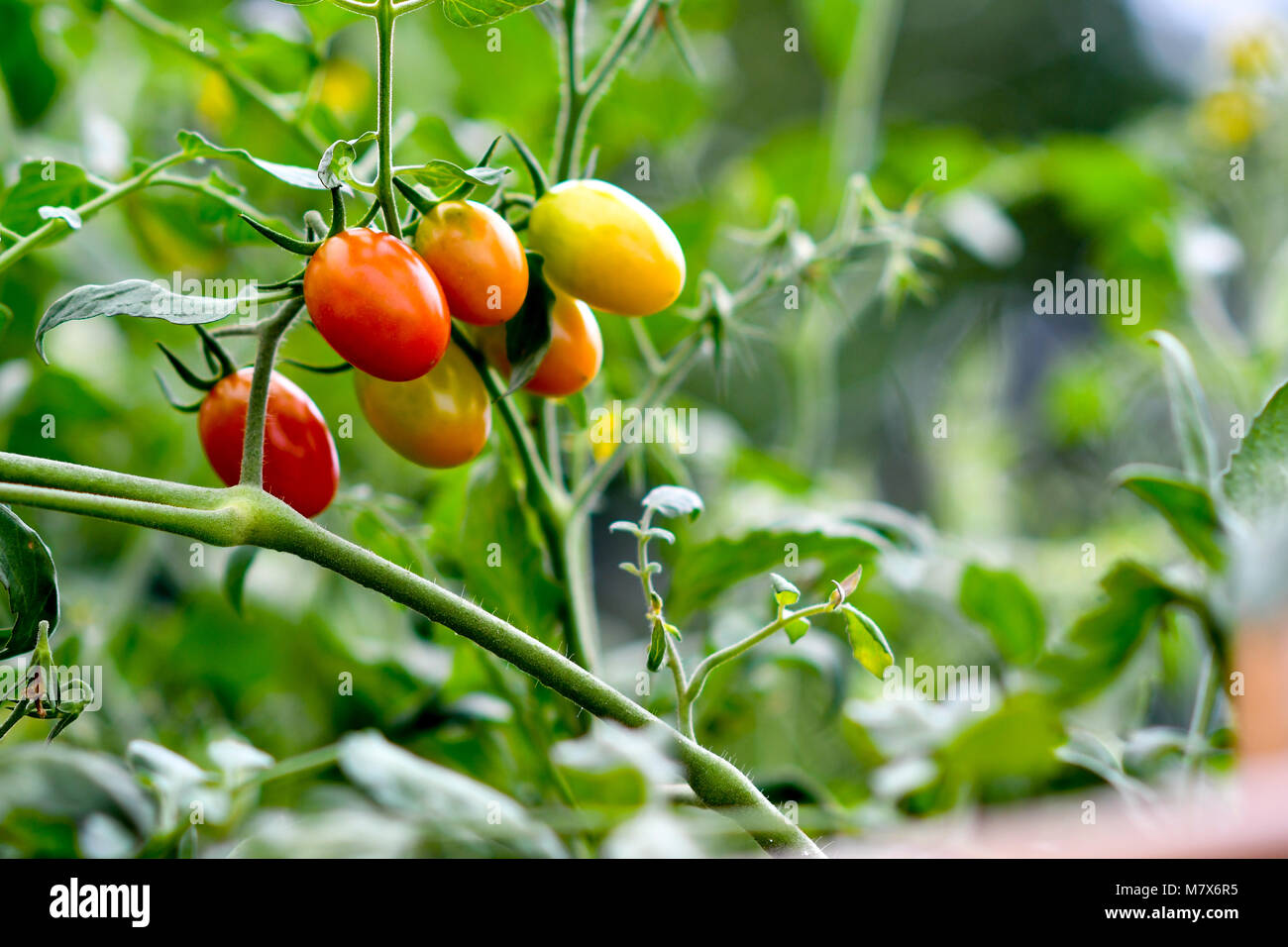 Planta de tomates cherry orgánicos Foto de stock