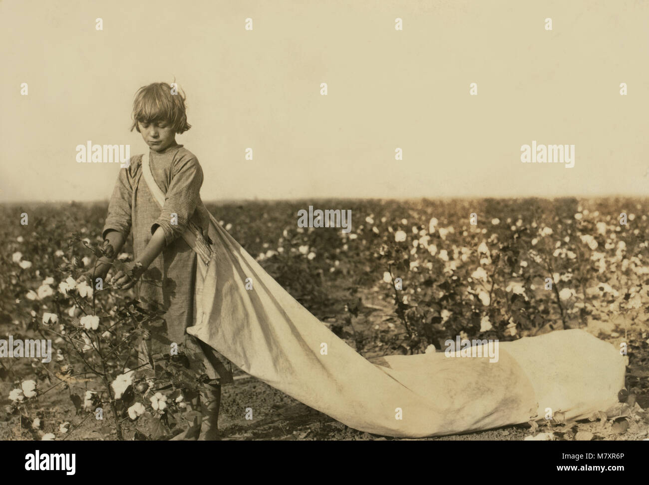 Norma Lawrence, de 10 años, Full-Length retrato, Recolector de Algodón, picos de 100 a 150 libras de algodón por día, Condado de Comanche, Oklahoma, EE.UU., Lewis Hine para el Comité Nacional de Trabajo Infantil, octubre de 1916 Foto de stock