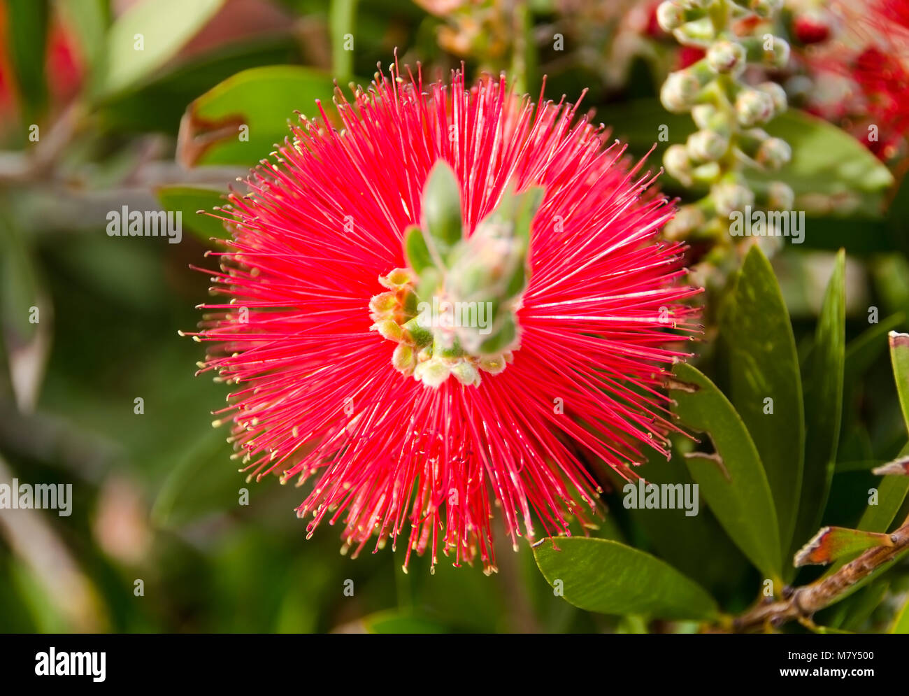 Una estrecha hasta (Callistemon).Una flor roja escobilla para biberón tree  el nombre deriva de las flores de la planta que se asemejan a los cepillos  para la limpieza de las botellas Fotografía