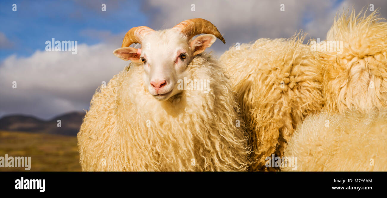 Retrato de cordero islandés, Otoño round-up, Islandia Foto de stock