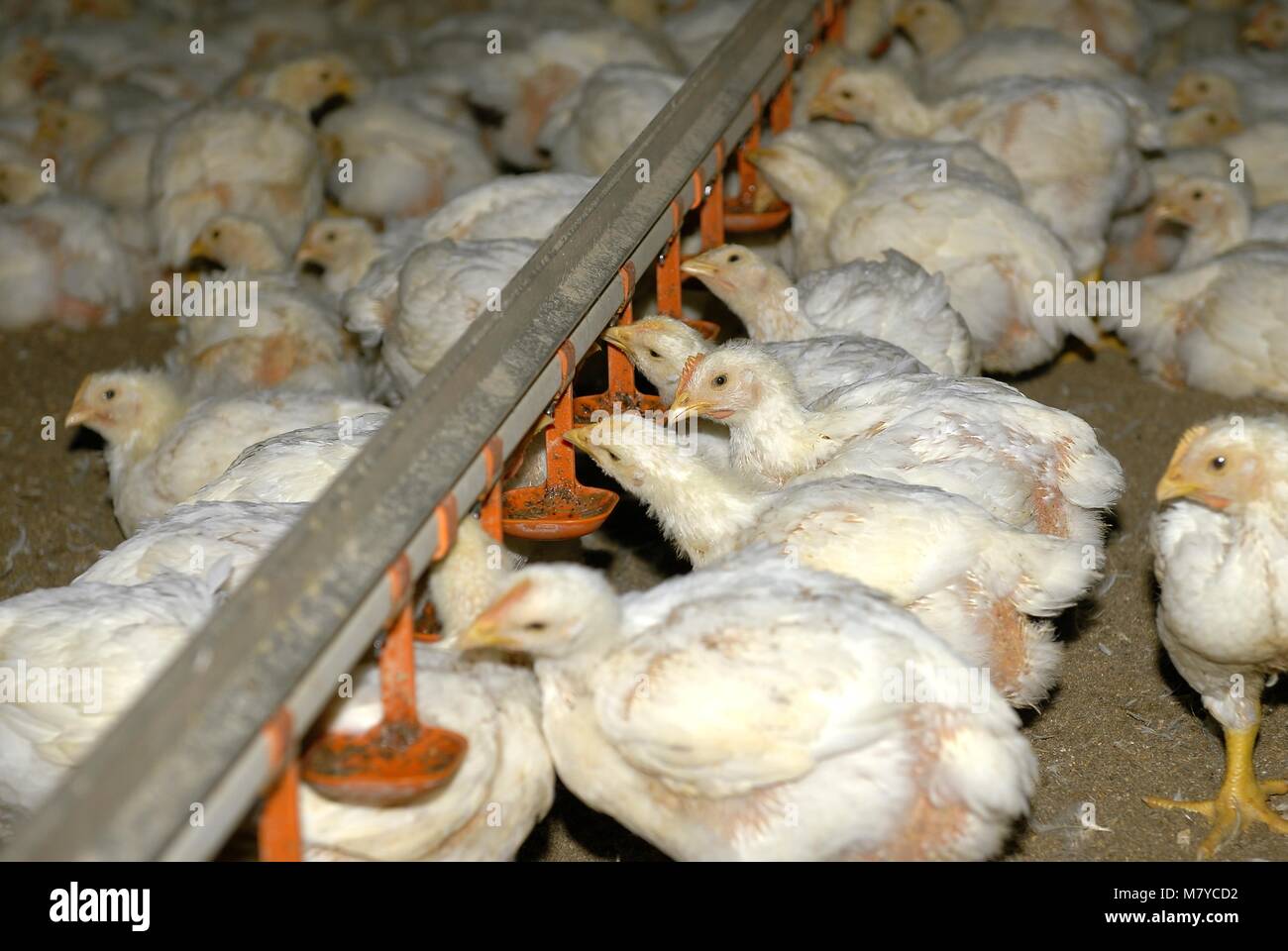 Los pollos de engorde 7 Fotografía de stock Alamy