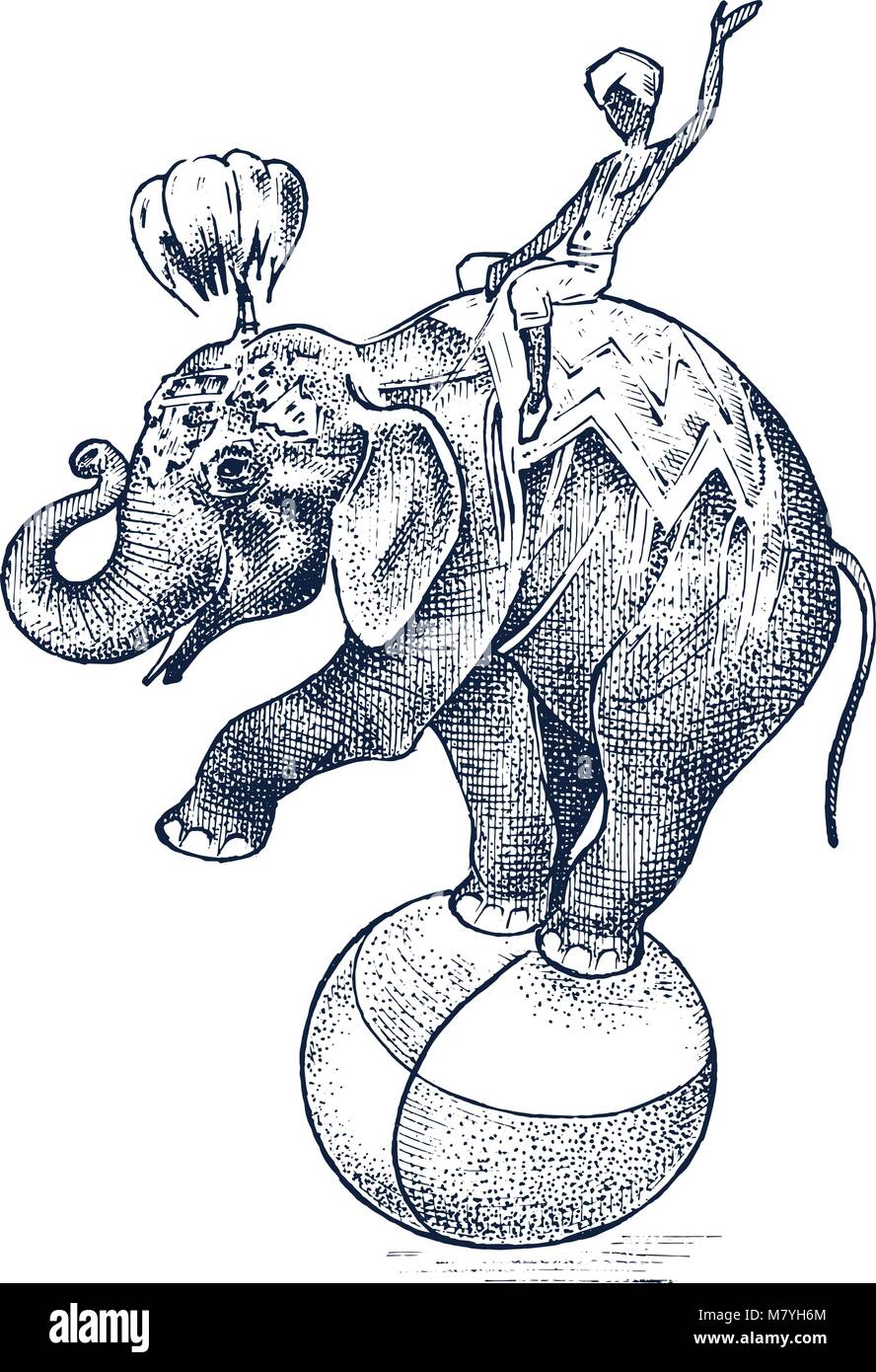 Elefante Del Circo Animales Salvajes Africanos Sobre La Bola Mostrar 