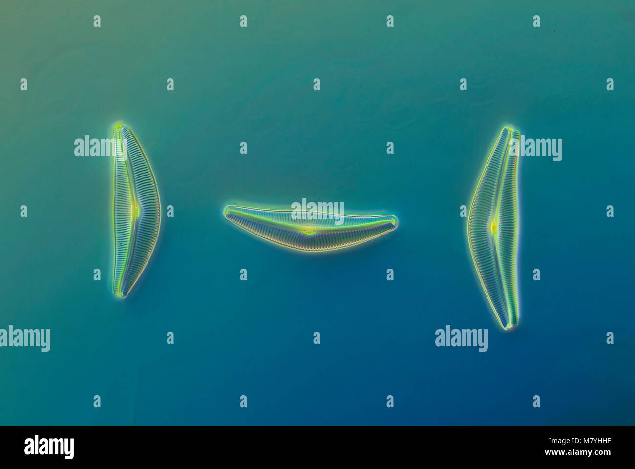 Plankton diatoms fotografías e imágenes de alta resolución - Alamy