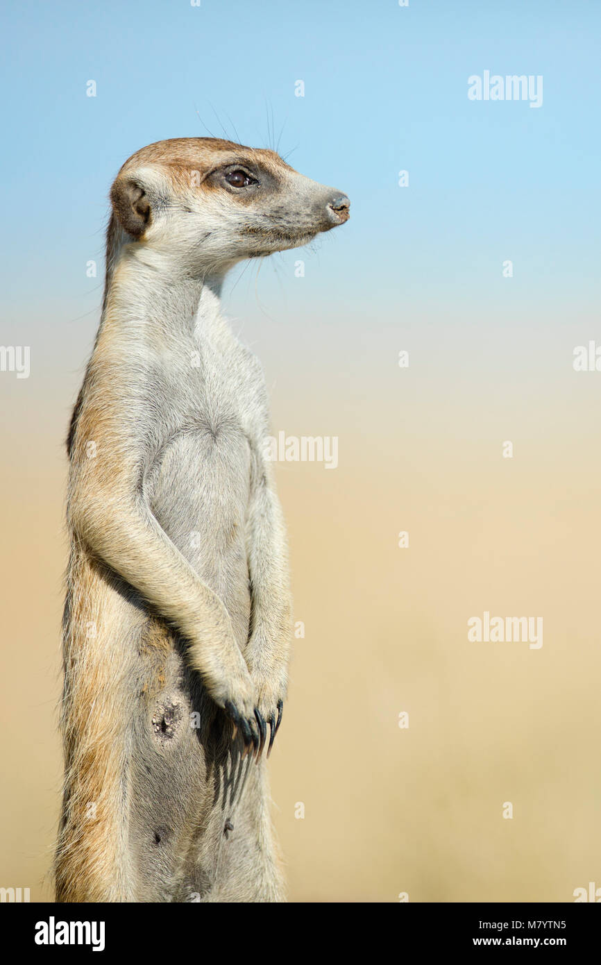 Retrato de un suricata o Foto de stock