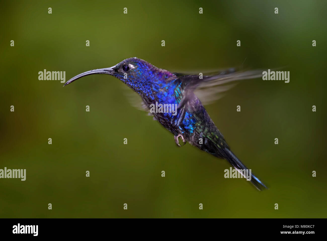 - Sabrewing Campylopterus hemileucurus violeta, azul hermoso colibrí de Costa Rica La Paz. Foto de stock