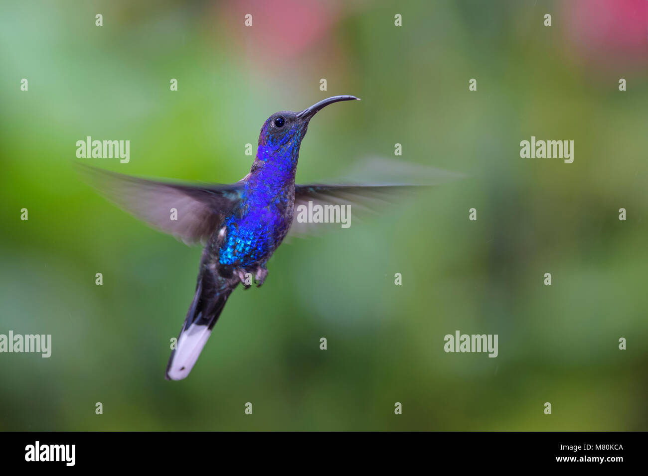 - Sabrewing Campylopterus hemileucurus violeta, azul hermoso colibrí de Costa Rica La Paz. Foto de stock
