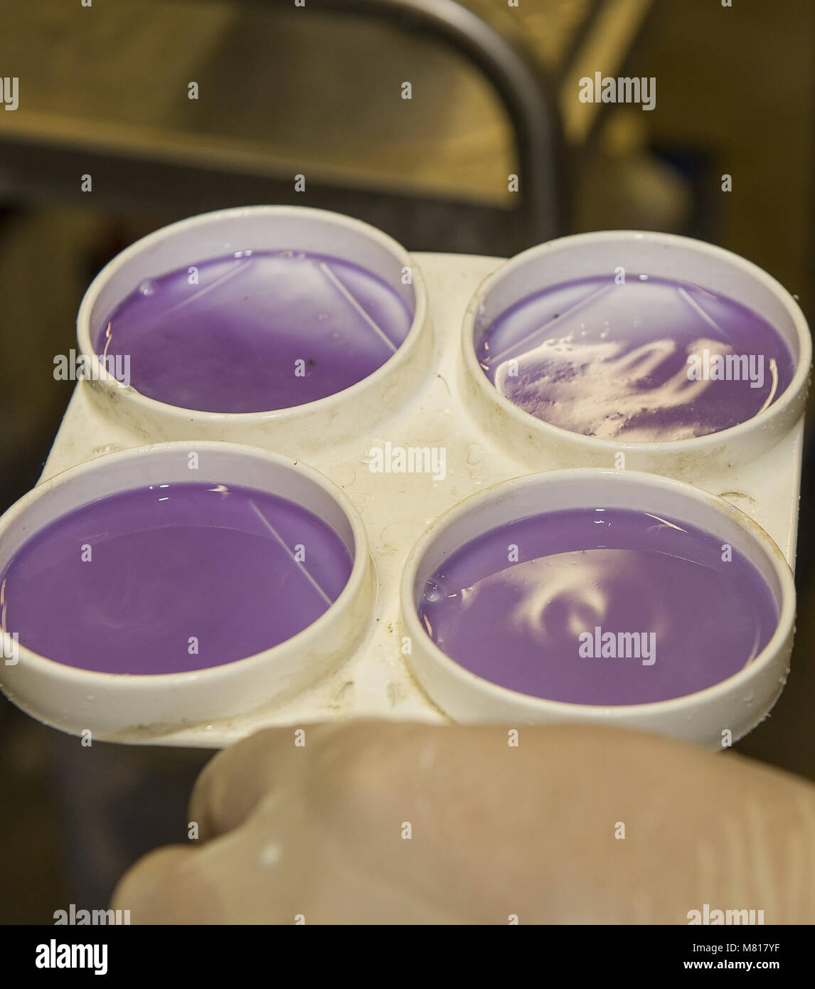 Prueba de mastitis de california fotografías e imágenes de alta ...